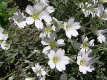 white flowers found on rockery