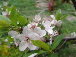 white flowers on a fruit tree