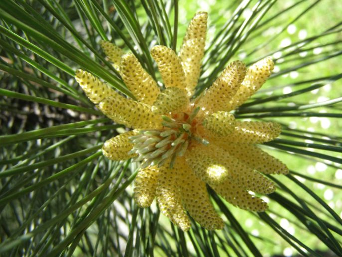 pine "flowers"
