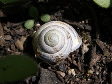 snail`s shell