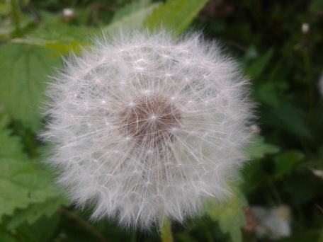 seed head of dandelion